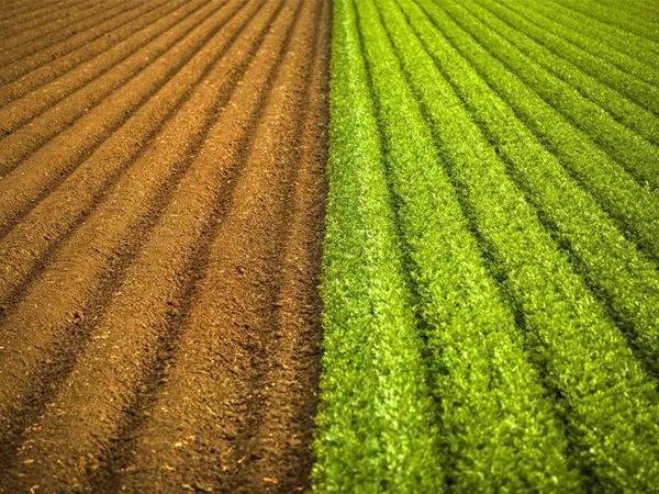 土壤污染状况调查